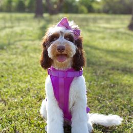 Sunday - Australian Labradoodle