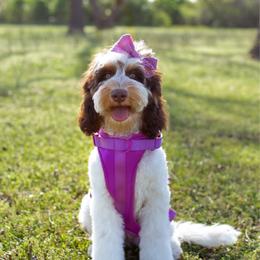 Sunday - Australian Labradoodle