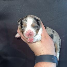 Ryder - Blue merle male Miniature Australian Shepherd puppy in Liberty, Mississippi from Liberty Oaks Aussies and Dachshunds