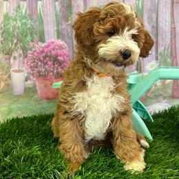 Avi Kash - Red  male Goldendoodle puppy in Boaz, Alabama from Doodles All Day