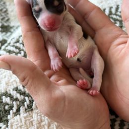 Miniature Schnauzer Puppies from Daffodil Dogs