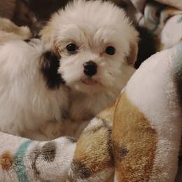 Winnie - White female Maltipoo puppy in Salisbury, North Carolina from Carolina Canines