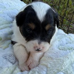 Girl 2 - Black tri female Miniature Australian Shepherd puppy in Potosi, Missouri from Red Hawk Ranch