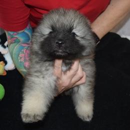 Girl 2 - Black and silver female Keeshond puppy in Fayetteville, Tennessee from Erbekees-Keeshonden