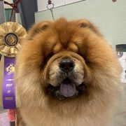 Boxers, Chow Chow, Doberman Pinschers, and Parson Russell Terriers from SouthFork Ranch