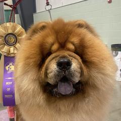 Boxers, Chow Chow, Doberman Pinschers, and Parson Russell Terriers from SouthFork Ranch