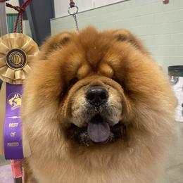 Boxers, Chow Chow, Doberman Pinschers, and Parson Russell Terriers from SouthFork Ranch