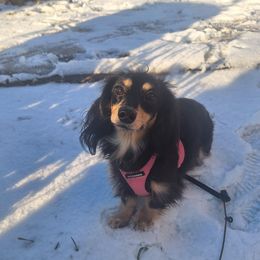 Miss Scarlett - Dachshund