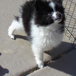 Pomeranian and Pomsky All Grown Up from Alpha Poms & Pomskies