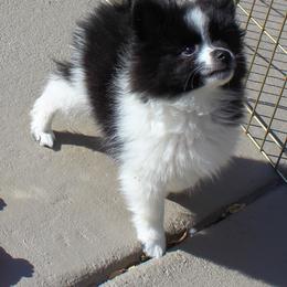 Pomeranian and Pomsky All Grown Up from Alpha Poms & Pomskies