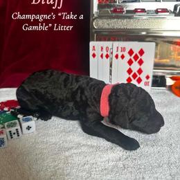 Bluff (Pink Collar Girl) - Black female Poodle puppy in Cambridge, Wisconsin from Champagne Poodles