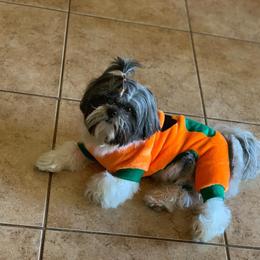 Suavecito - Black and white male Shih Tzu puppy in Live Oak, California from Irma's Shih Tzus