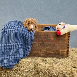 'Ember': Muddy Foots Fire in the Hole - Apricot female Poodle puppy in Orlando, Florida from Sabrina Beck