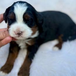 Buzz- blue collar - Tri-color male Bernedoodle puppy in Colorado Springs, Colorado from Mercy Mountain Bernedoodles