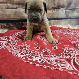 Marron-Straw carrier - Gray male Cane Corso puppy in Fritch, Texas from Carrie Brown's Cane Corsos