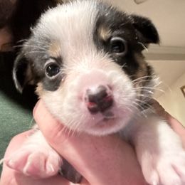 Vixen - Black and tan female Pembroke Welsh Corgi puppy in Orangevale, California from Corgis of the Heart