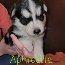 Pomsky Puppies from Paw-lenty of Pomskies