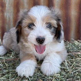 Girl 3 - Red merle Aussiedoodle puppy in Payson, Utah from The Hoppers Back 40