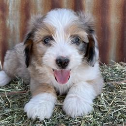 Girl 3 - Red merle Aussiedoodle puppy in Payson, Utah from The Hoppers Back 40