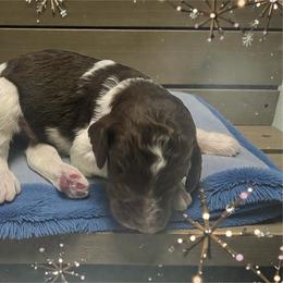 Glacier - Parti male Goldendoodle puppy in Ellenburg Center, New York from Kristin's Puppies