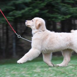Golden Retriever Puppies from DoubleTake Goldens