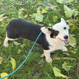 Betty boop - Black and tan female Pembroke Welsh Corgi puppy in San Diego ,Ca, California from SoCal Native Corgis