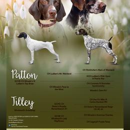 German Shorthaired Pointer Puppies from Windward German Shorthaired Pointers