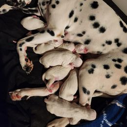 Dalmatian Puppies from America's Dalmatian Friends