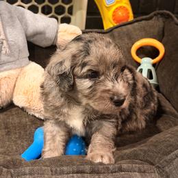 Haleth - Merle male Sheepadoodle puppy in Clemson, South Carolina from Love Tallulah Sheepadoodles LLC