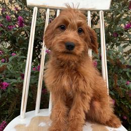 Liberty - Red  female Goldendoodle puppy in Herriman, Utah from Gypsi Doodles & Poodles LLC.