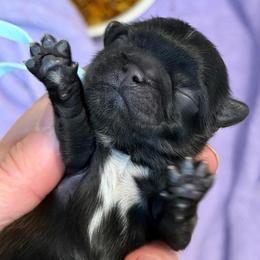 Lt blue collar - Black male Shih Tzu puppy in Berkeley Springs, West Virginia from Sandridge Shih Tzus