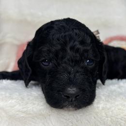 Caroline - Phantom female Goldendoodle puppy in Cleveland, Georgia from The O.G. Doodles