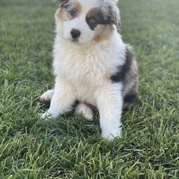 Australian Shepherd Puppies from Country Oaks Farm