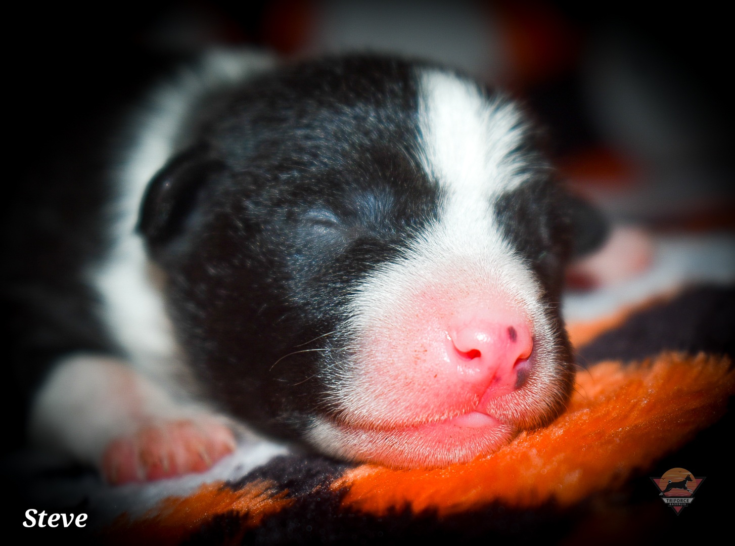 Steve - Black and white male Basenji puppy in San Diego, California from Triforce Basenjis