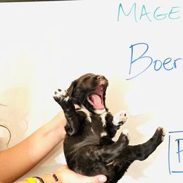 Girl 3 - female Portuguese Water Dog puppy in Houston, Texas from Magellan Portuguese Water Dogs