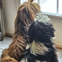 Maltese and Shih Tzu Puppies from Pamspups