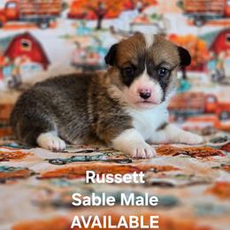 Russett - Sable male Pembroke Welsh Corgi puppy in Briggsdale, Colorado from Lovebird Corgis