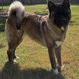 Leeloo - Akita