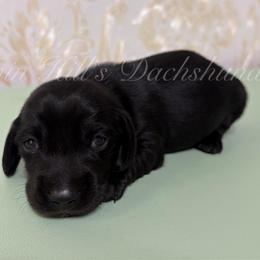 Girl 1 - Black female Dachshund puppy in Jonesboro, Illinois from Twin Hills Dachshunds