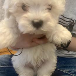 Nicholas - White male Maltese puppy in Polo, Missouri from Purely Maltese