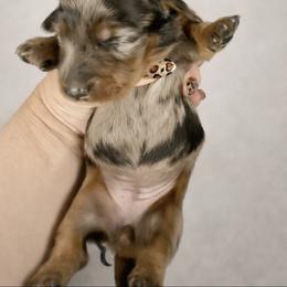 Eowyn - Dapple female Dachshund puppy in Alexander, North Dakota from Wild Rose Ridge Doxies