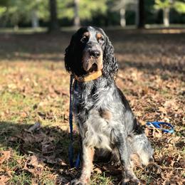 Gannon - Tri-Roan male English Springer Spaniel puppy in Eastman, Georgia from Mossy Creek Springers
