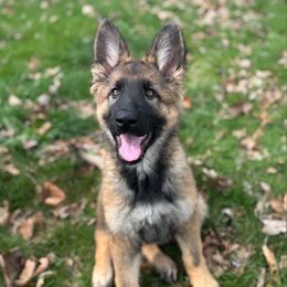 Aurora - Sable German Shepherd puppy in Richland, Michigan from Vom Rockwood