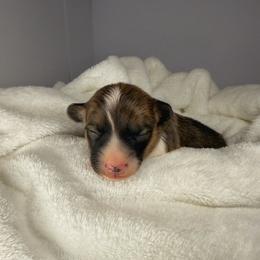 Patriot - Sable male Pembroke Welsh Corgi puppy in Hotchkiss, Colorado from Grand Mesa Corgis