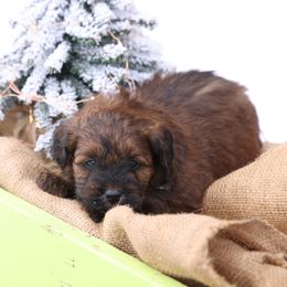 Jade - Red female Whoodle puppy in West Bend, Iowa from Blue Skies Terriers