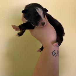 Pooh - Black tri-color male Australian Shepherd puppy in Caro, Michigan from White Tail Australian Shepherds