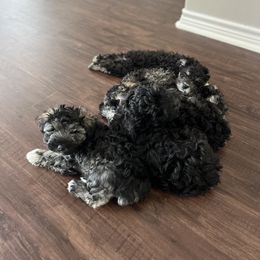 Miniature Schnauzer Puppies from Sugarbaby Kennel