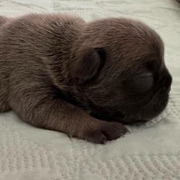 Navy - Blue female French Bulldog puppy in Riverview, Florida from The Frenchie Lady Co.