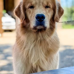 Leve - Golden Retriever