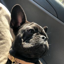 French Bulldogs and Poodles from KAI Kennels